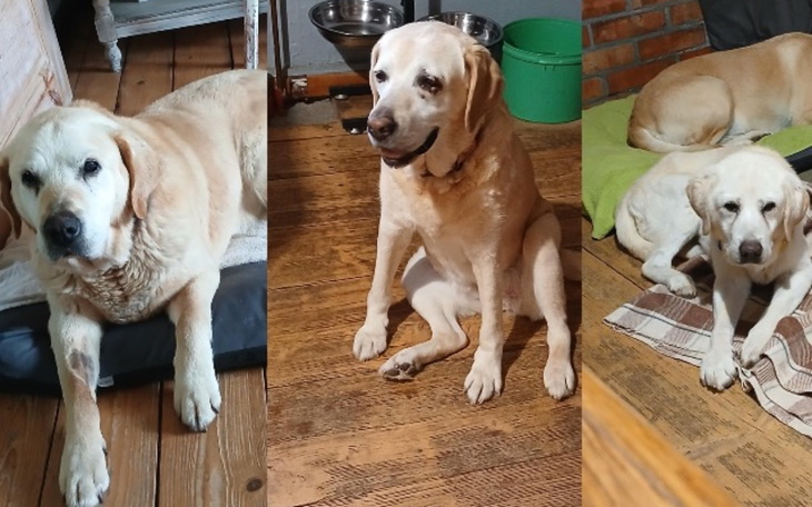 Trzy labradory odpoczywające w różnych pozycjach w domu.