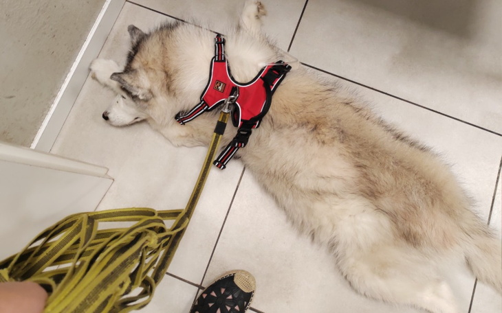 Zbiórka Pilne, nagle leczenie psa - zdjęcie główne