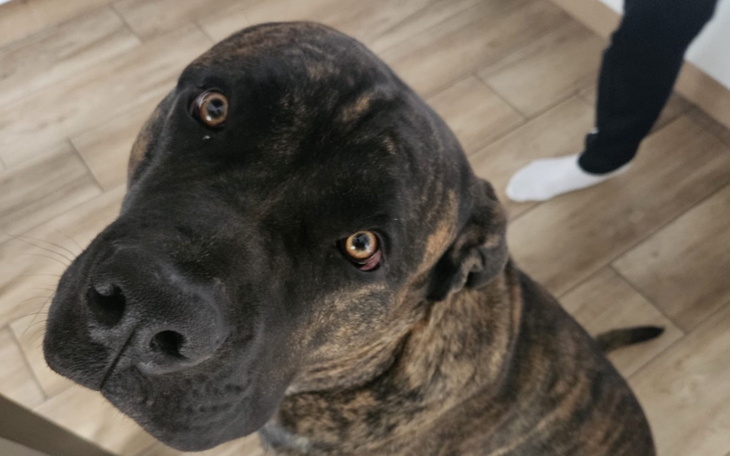 Duży pies patrzący w obiektyw, z ciekawym wyrazem.