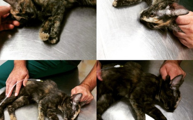 Zbiórka Potrącona Fasolka - zdjęcie główne