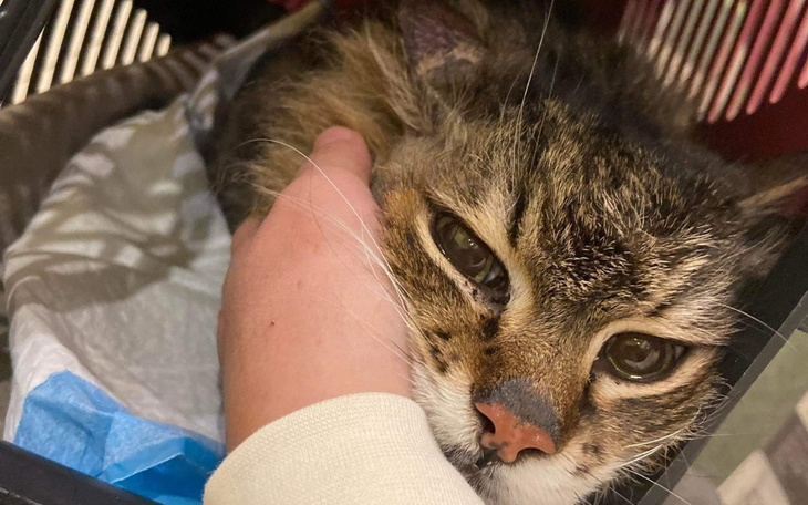 Kot w transporterze, z wyrazem zmartwienia na twarzy.