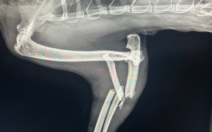 Zbiórka Uratujmy przednią łapkę Jadzi - zdjęcie główne