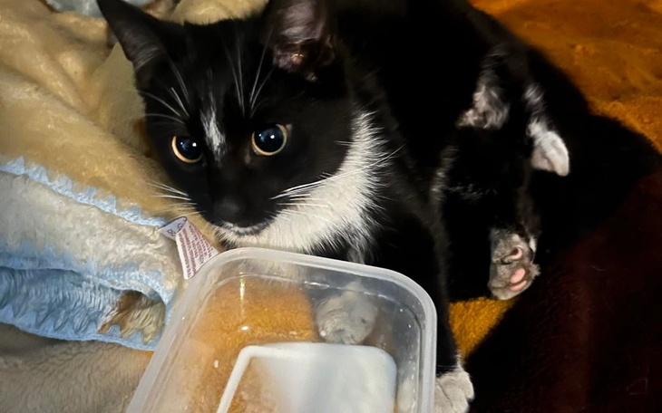 Zbiórka Operacja kolana dla Kotka - zdjęcie główne