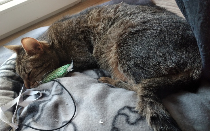 Zbiórka Lili walczy-zdążyć przed czasem - zdjęcie główne