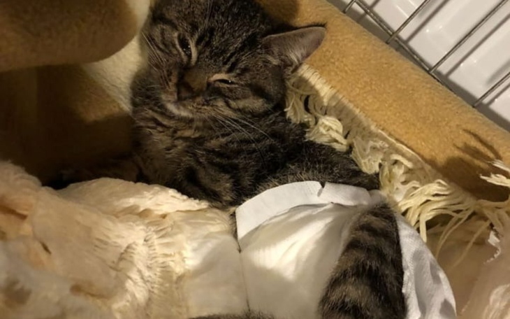 Mały kotek śpiący w kocykach.