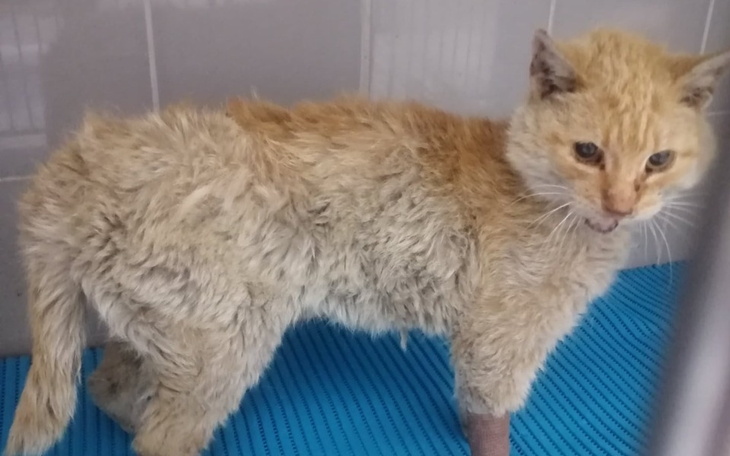 Zbiórka Bart i jego nerki - zdjęcie główne