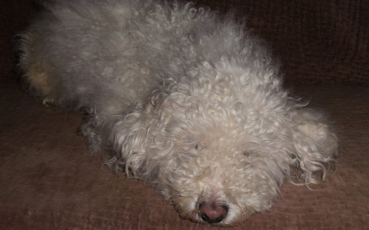 Biały pies śpiący na kanapie, z zamkniętymi oczami.