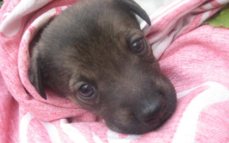 Zbiórka Szczenięta gorszego sortu... - zdjęcie główne