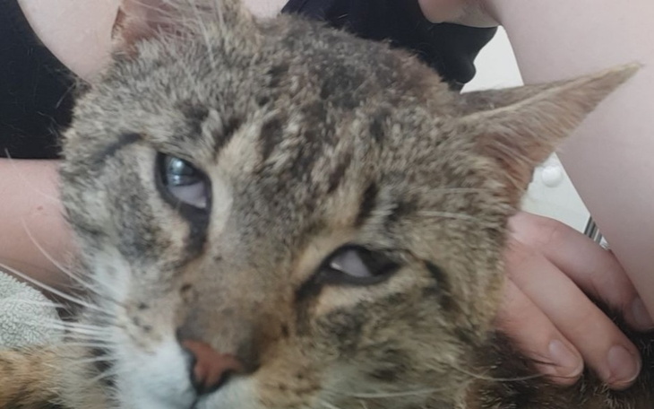 Zbiórka Pomóżmy Bolusiowi wyzdrowieć - zdjęcie główne