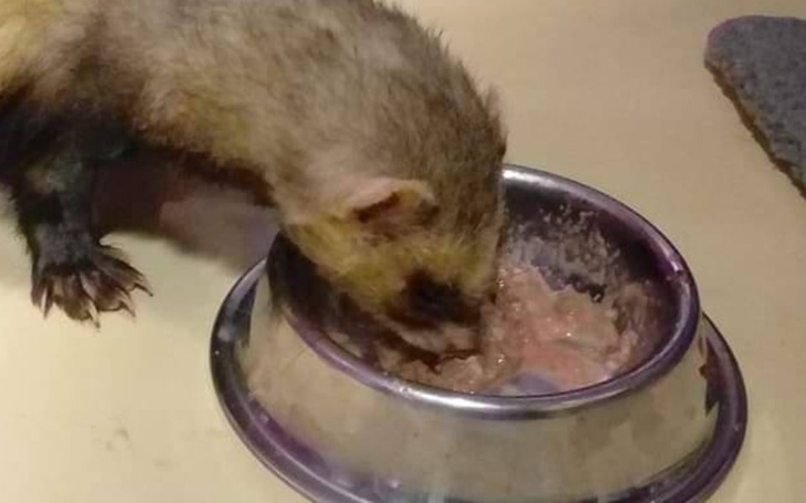 Zbiórka Karma dla fretek w Ukrainie - zdjęcie główne