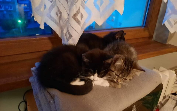 Trzy koty śpiące na parapecie przy oknie.