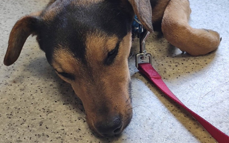 Zbiórka Na zabieg dla Marleya - zdjęcie główne