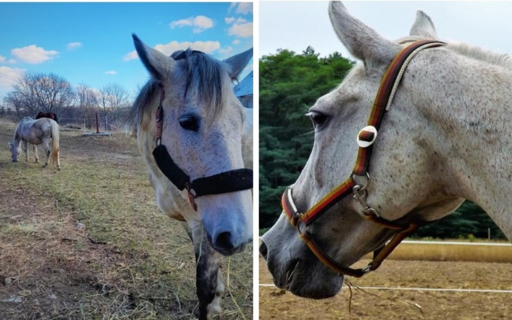 Zbiórka Na końskie staruszki - zdjęcie główne