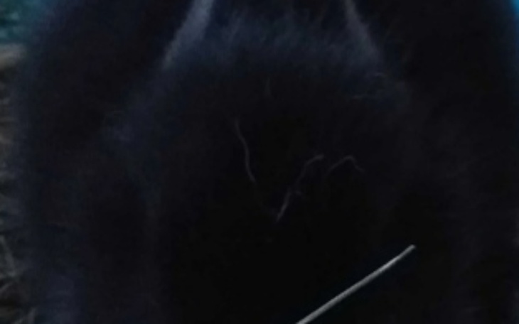 Zbiórka Zbiórka na chorego królika - zdjęcie główne