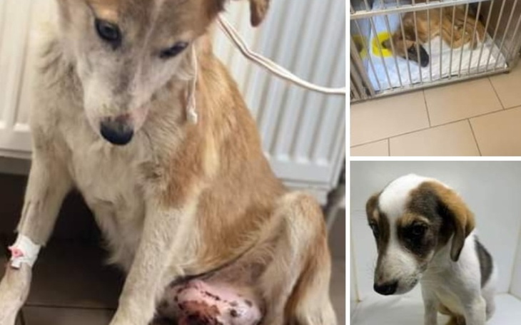 Zbiórka Szansa na szczęśliwe życie - zdjęcie główne