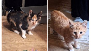 Zbiórka Chore Pipi i Meni - miniaturka zdjęcia