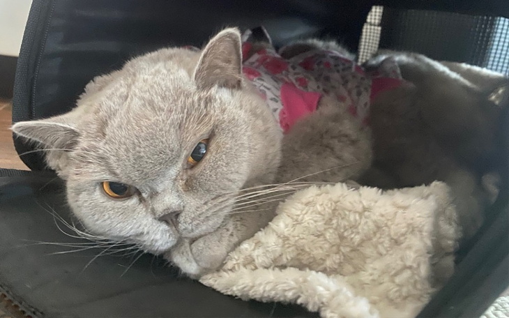 Zbiórka BELLA - ostatnia deska ratunku - zdjęcie główne