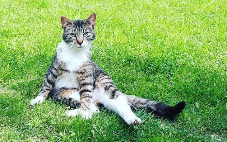 Zbiórka Jedzenie dla działkowych kotów - zdjęcie główne