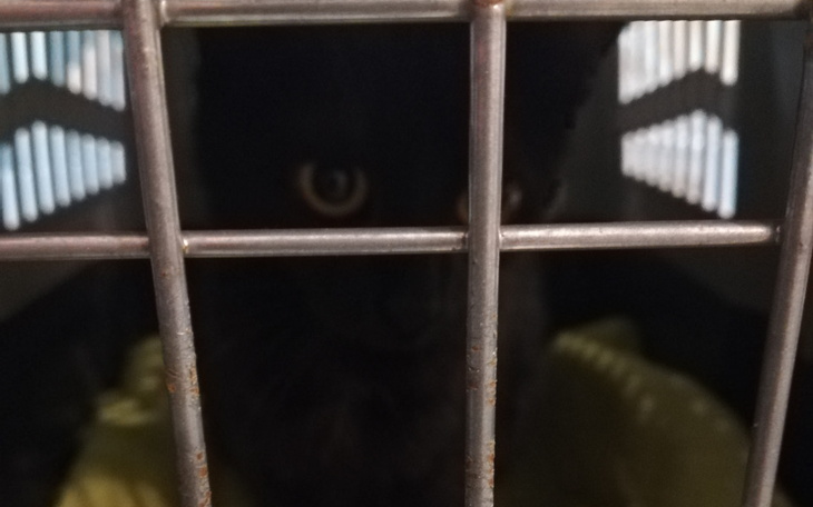 Zbiórka Drugie szczepienie Fiolki - zdjęcie główne