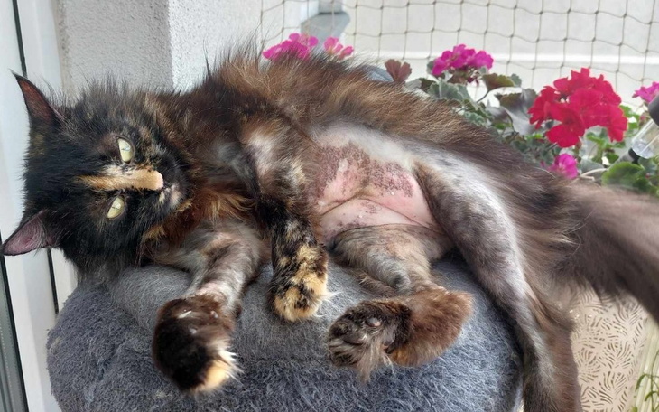 Grupa kotów jedzących z misek, w słonecznym miejscu.