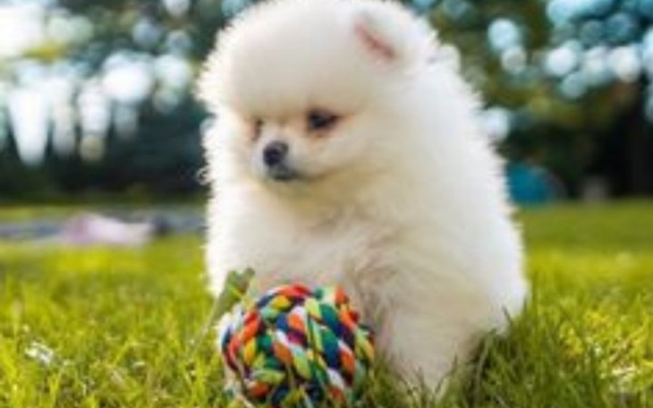 Zbiórka Na pieski i kotki. - zdjęcie główne