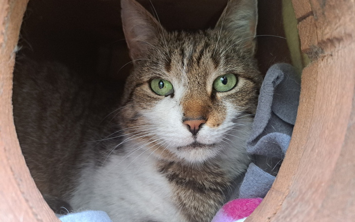 Kot w drewnianej budce, z wyrazem spokoju.