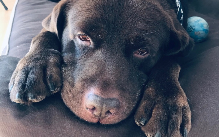 Zbiórka Proszę o pomoc dla przyjaciela. - zdjęcie główne