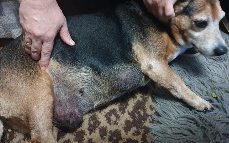 Zbiórka Usuniecie 3 guzów u naszej Froci - zdjęcie główne