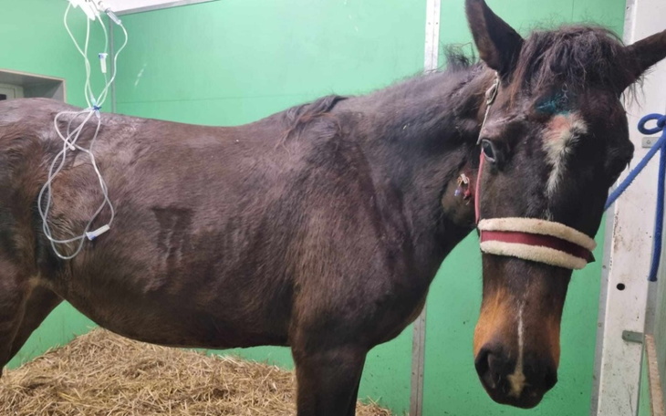 Zbiórka Operacja Luizjany - kolka - zdjęcie główne