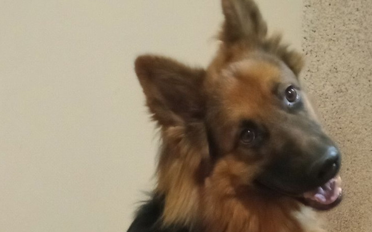 Pies rasy owczarek, uśmiechający się do kamery.