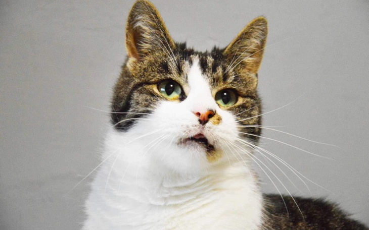 Zbiórka Zdrowy pyszczek - zdjęcie główne