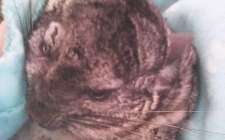 Zbiórka Leczenie Daisy i Ronina - zdjęcie główne