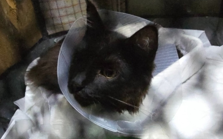 Zbiórka Zbiórka na operacje i rehabilit - zdjęcie główne