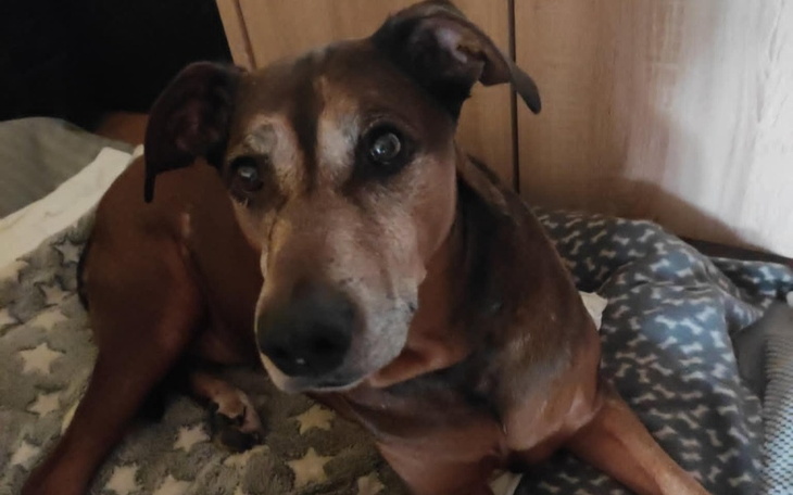 Pies leży na kocu, patrząc w obiektyw aparatu.