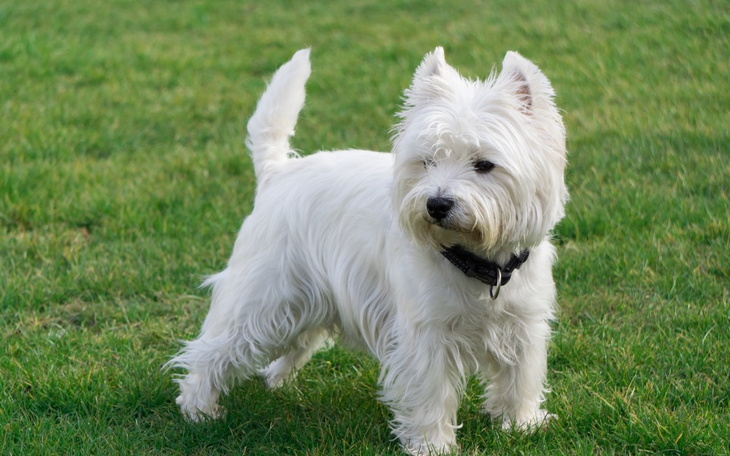 Zbiórka Zbieram na pieska pomóżcie pliss - zdjęcie główne