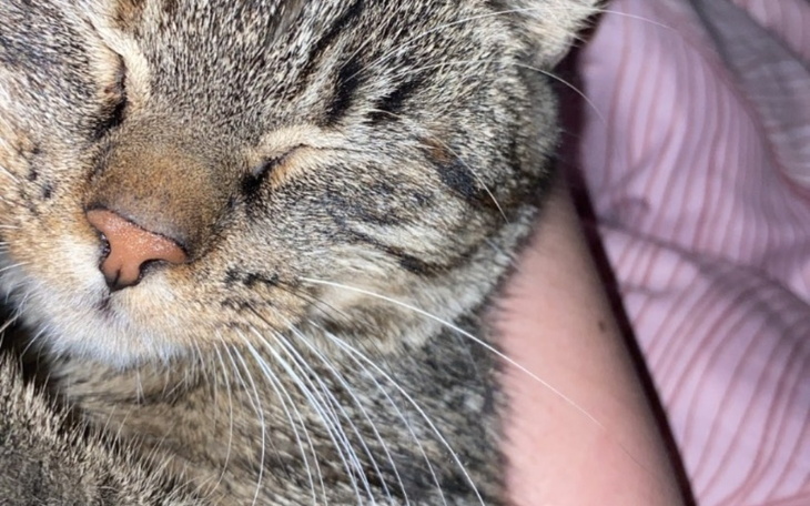 Zbiórka Hotelik dla kota - zdjęcie główne