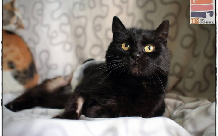 Czarny kot leżący na białym kocu, z wyrazistymi oczami.