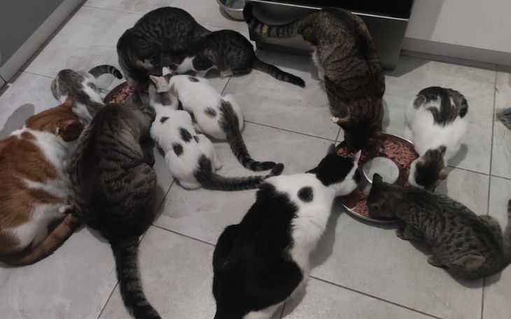 Zbiórka Na kastrację ... - zdjęcie główne