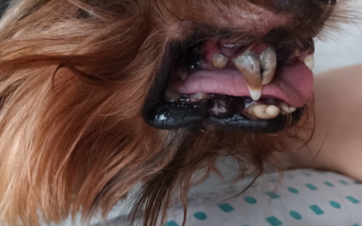 Zbiórka Leczenie zębów u pieska - zdjęcie główne