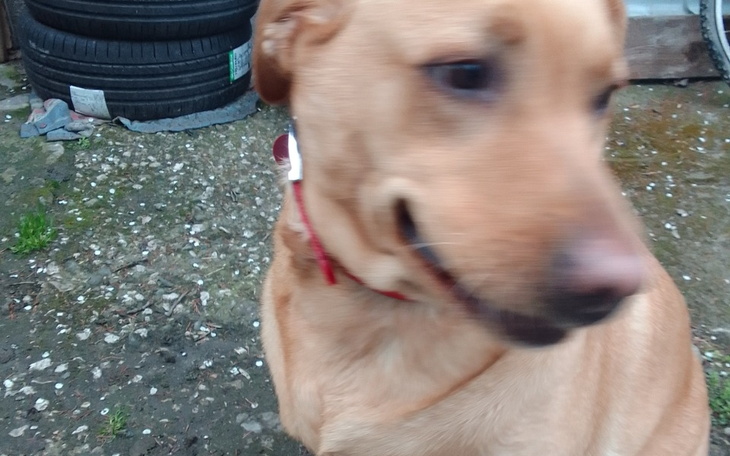 Zbiórka Na leczenie labradora psa - zdjęcie główne