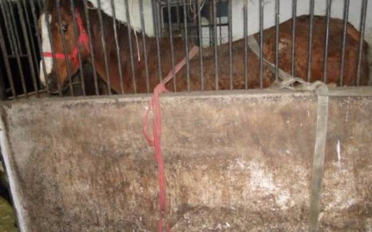 Zbiórka Dla Zwierząt Niechcianych - zdjęcie główne