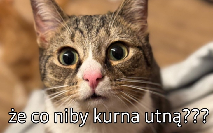 Kot z zaskoczonym wyrazem twarzy, z tekstem w tle.
