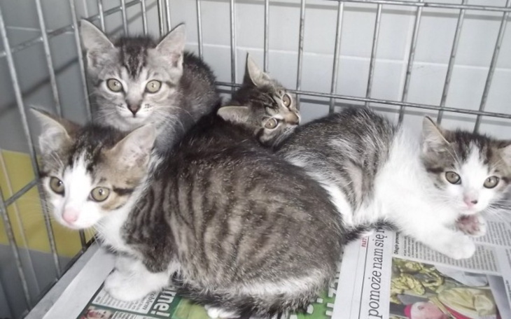 Zbiórka bezdomne koty-leczenie - zdjęcie główne