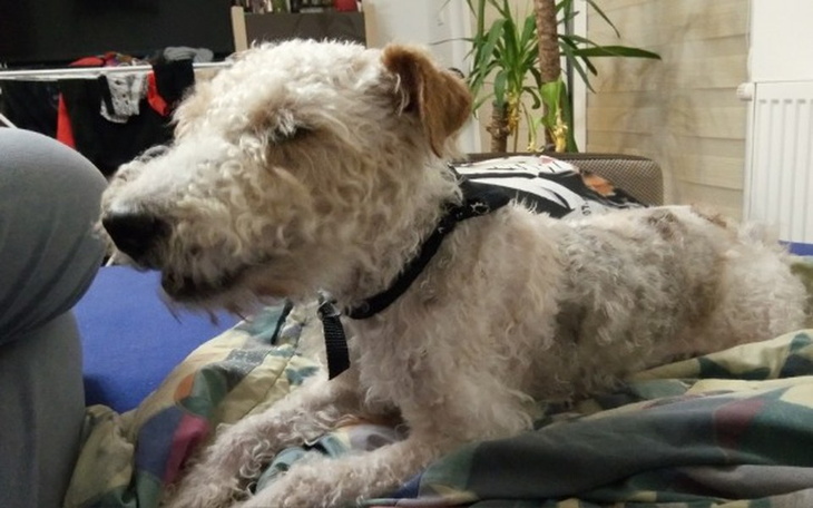 Zbiórka Rehabilitacja Reksia - zdjęcie główne