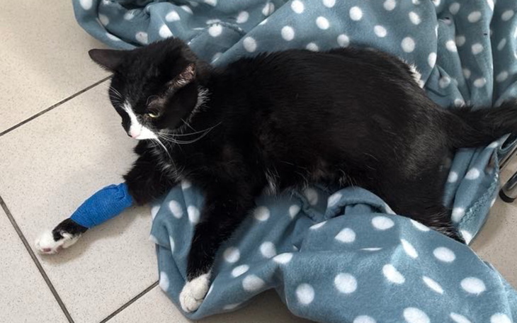 Kot z opatrunkiem na łapie, odpoczywający na kocyku.