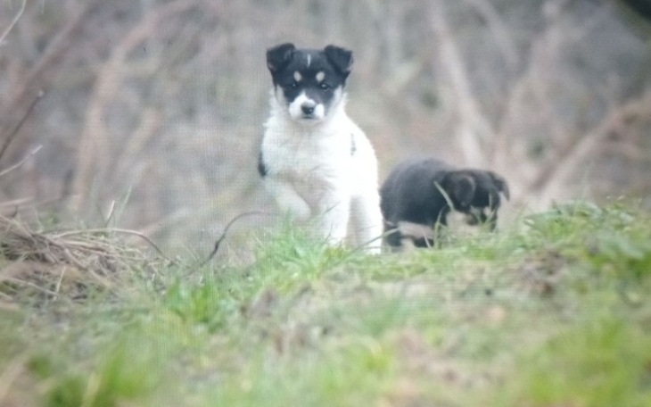 Zbiórka Odłowienie przez Jamora - zdjęcie główne