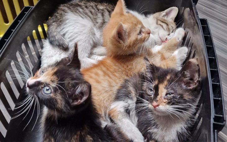 Zbiórka Testy, odrobaczenie, szczepienia - zdjęcie główne