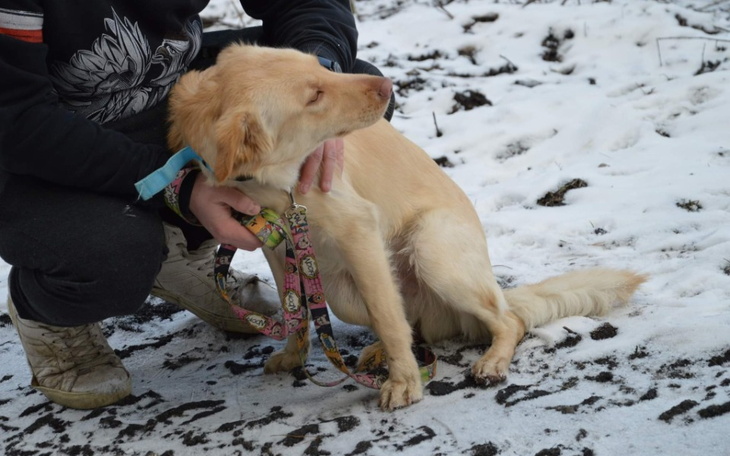 Zbiórka Psie dziecko z przytuliska. - zdjęcie główne