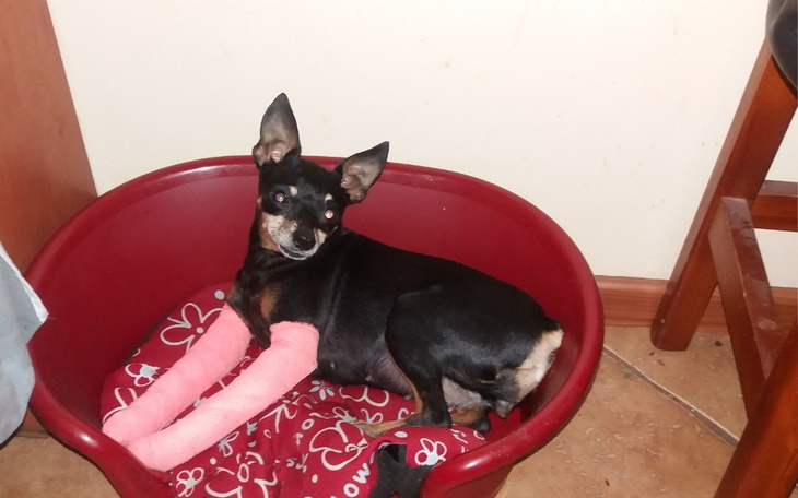 Zbiórka ortezy nowe łapki - zdjęcie główne