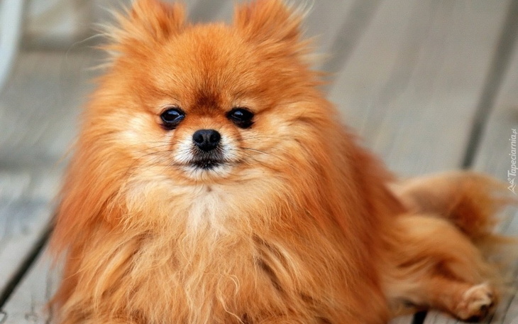 Zbiórka Na szpica miniaturowego - zdjęcie główne